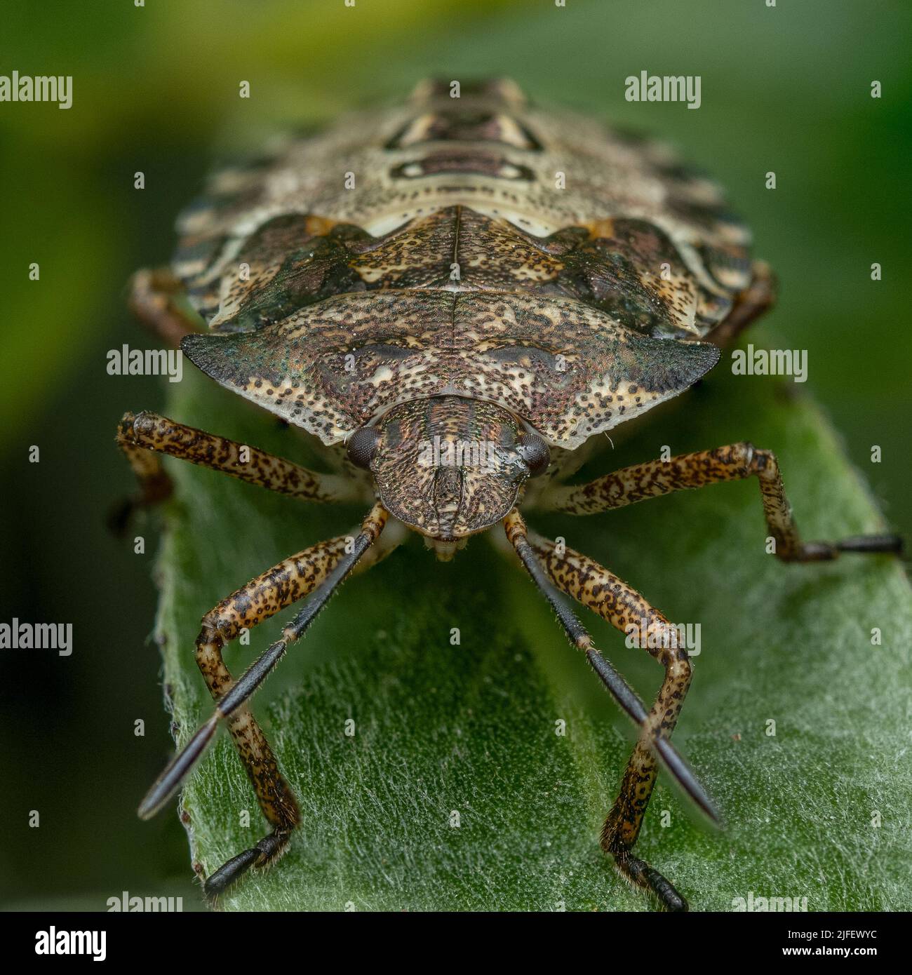A Forest Bug nymph - shield bug stink bug -in a UK park Stock Photo