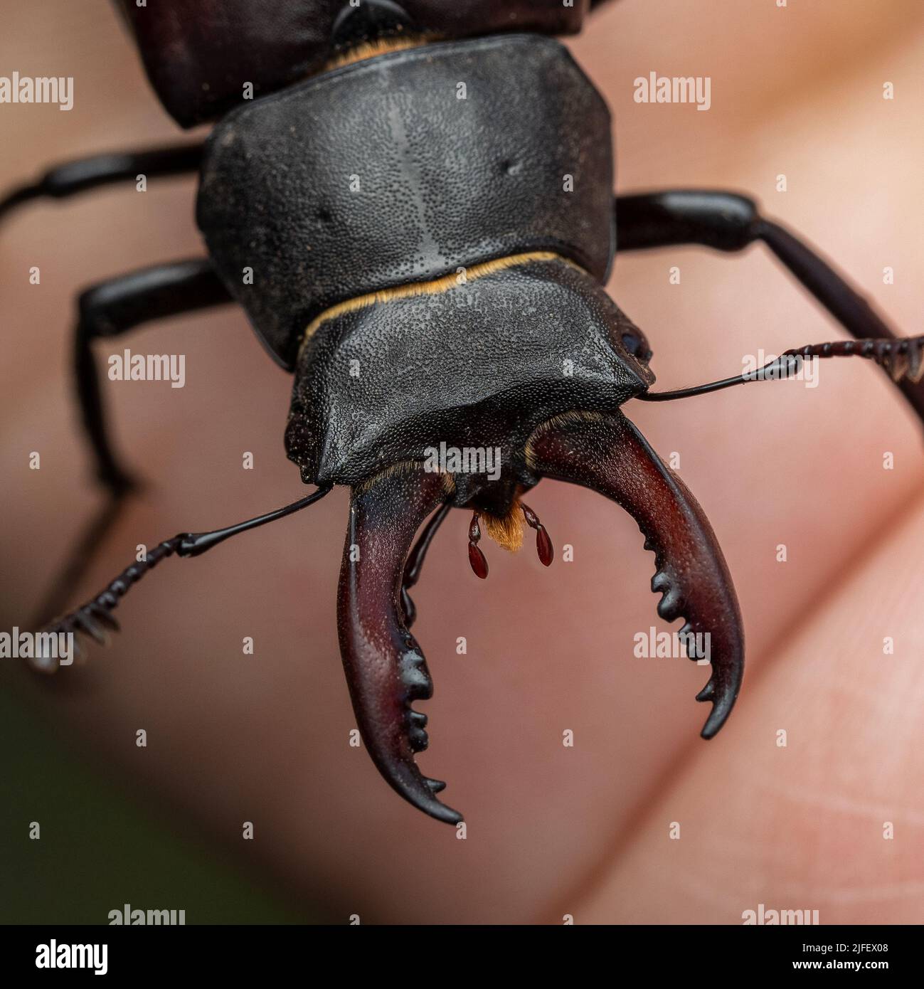 A stag beetle in a UK garden in June 2022 Stock Photo