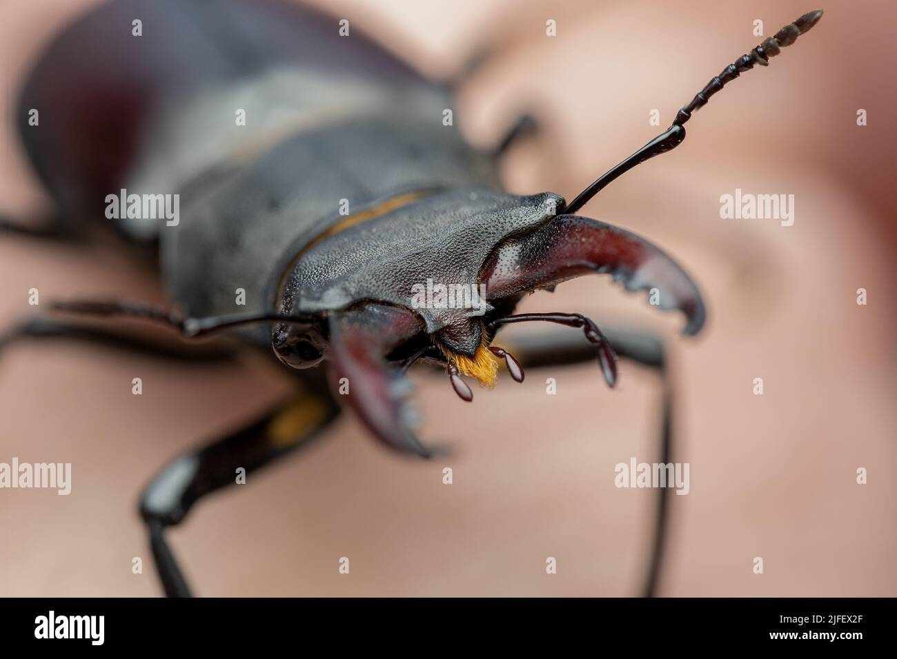 A stag beetle in a UK garden in June 2022 Stock Photo