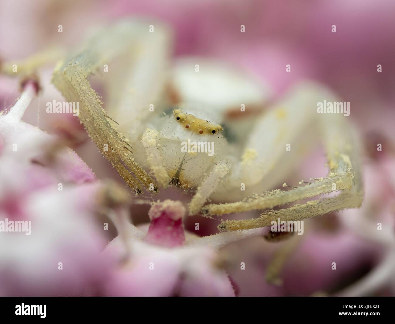 Misumena vatia - flower crab spider in a UK garden Stock Photo