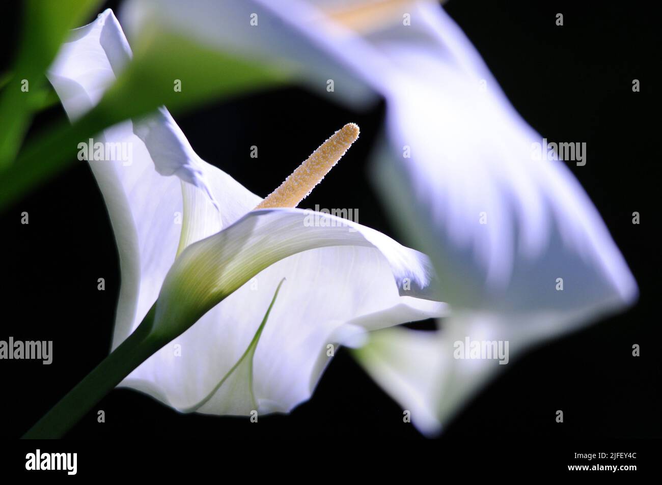 CALLA LILY. PIC MIKE WALKER Stock Photo