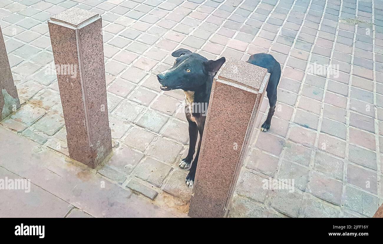 Hungry dirty stray dog waits for food in Agra Uttar Pradesh India. Stock Photo