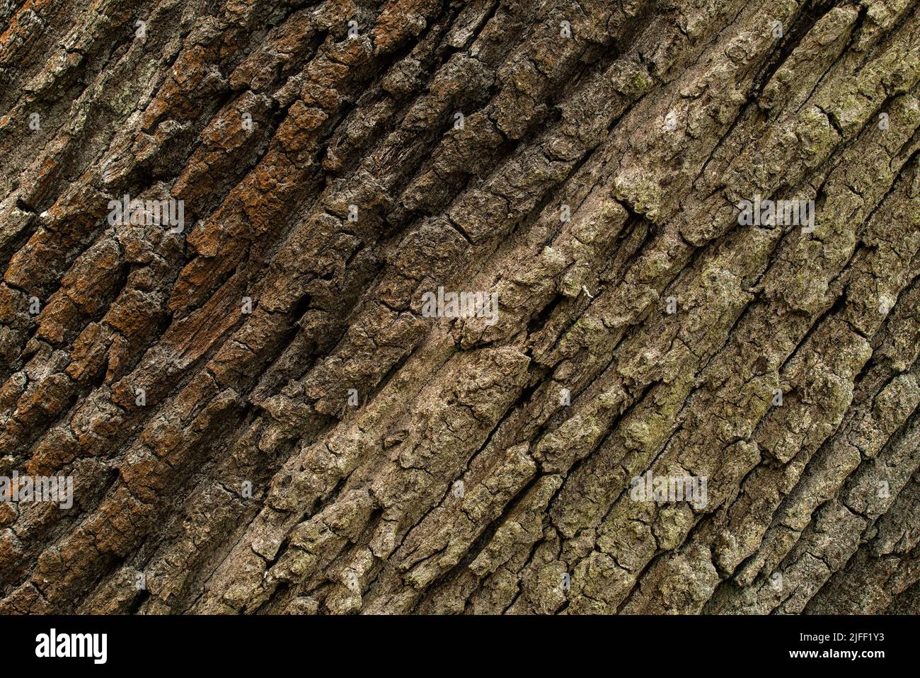 A closeup shot of the pronounced bark of an english oak, Quercus robur, Stieleiche Stock Photo