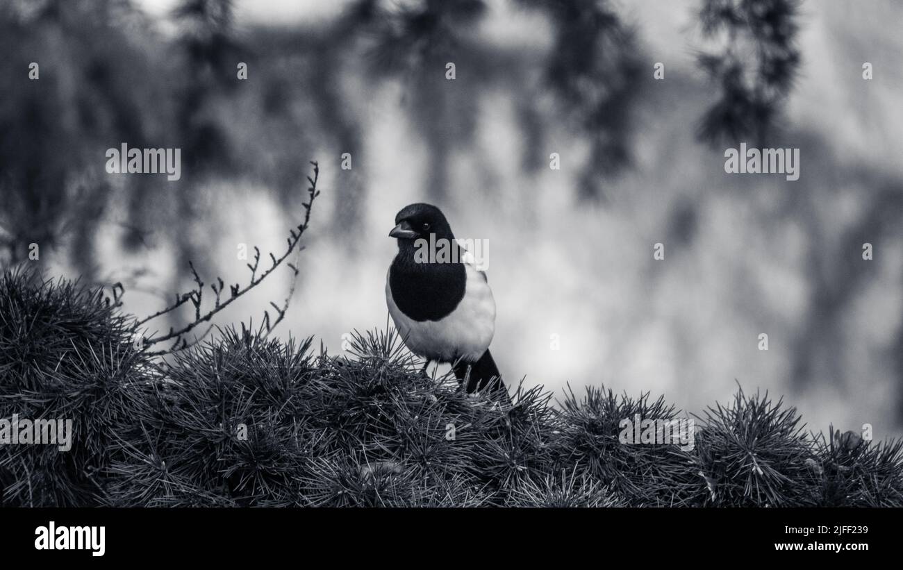 Black and White Magpie in a Tree Stock Photo