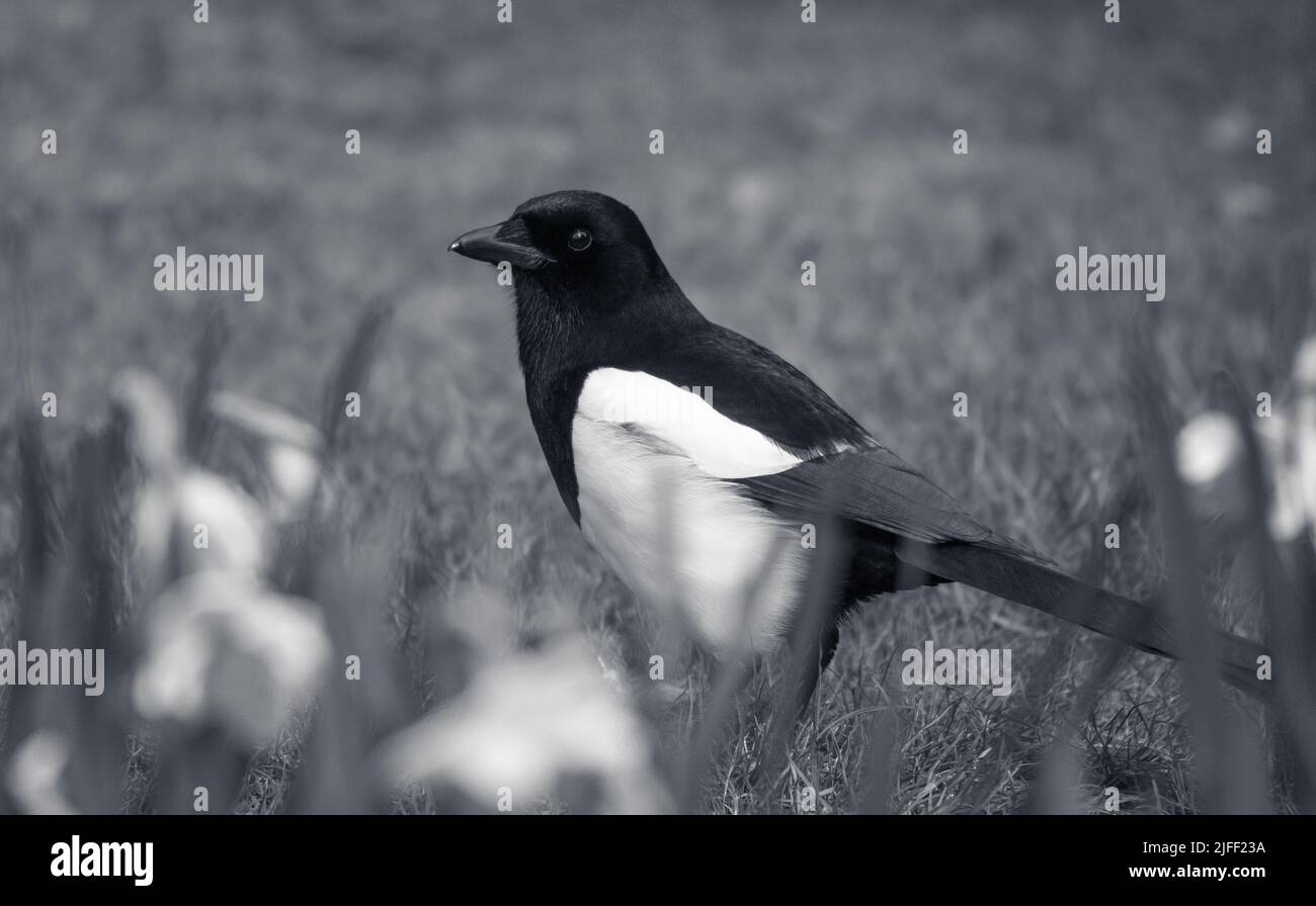 Black and White Magpie Stock Photo