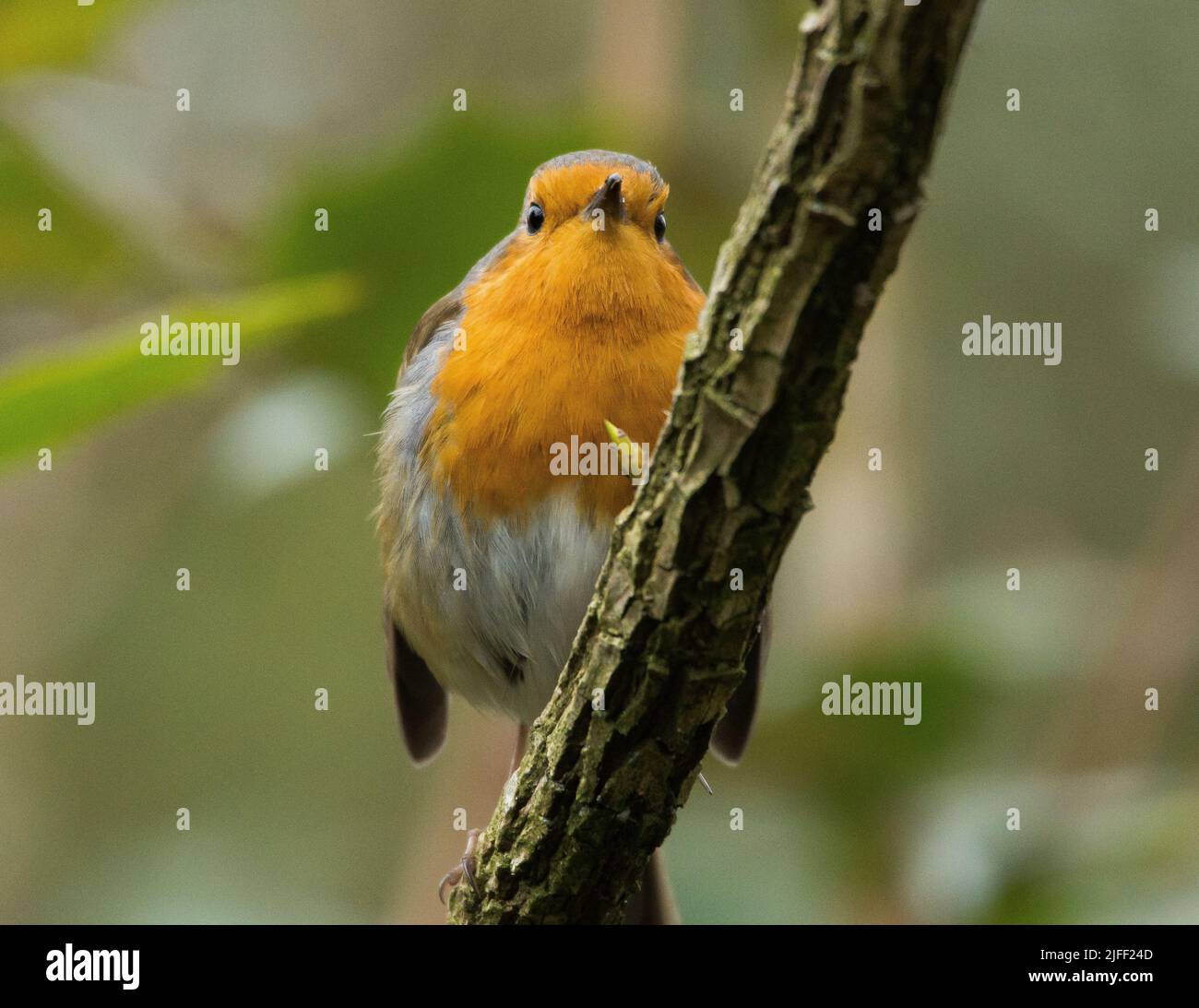 Bright Robin on a Branch Stock Photo