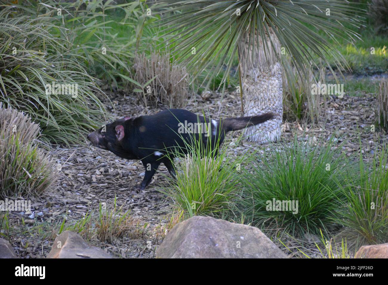 A Tasmanian devil in the zoo park beauval, France Stock Photo - Alamy