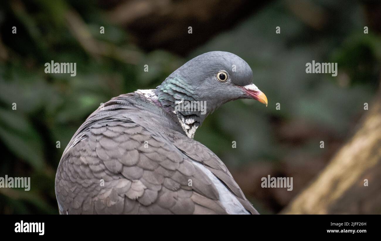 White common pigeon hi-res stock photography and images - Alamy