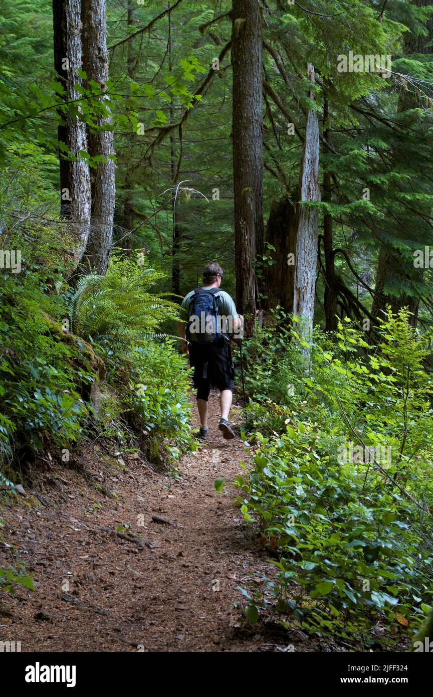 A man with small daypack hiking down a wooded trail in the Olympics, Washington State, USA. Stock Photo