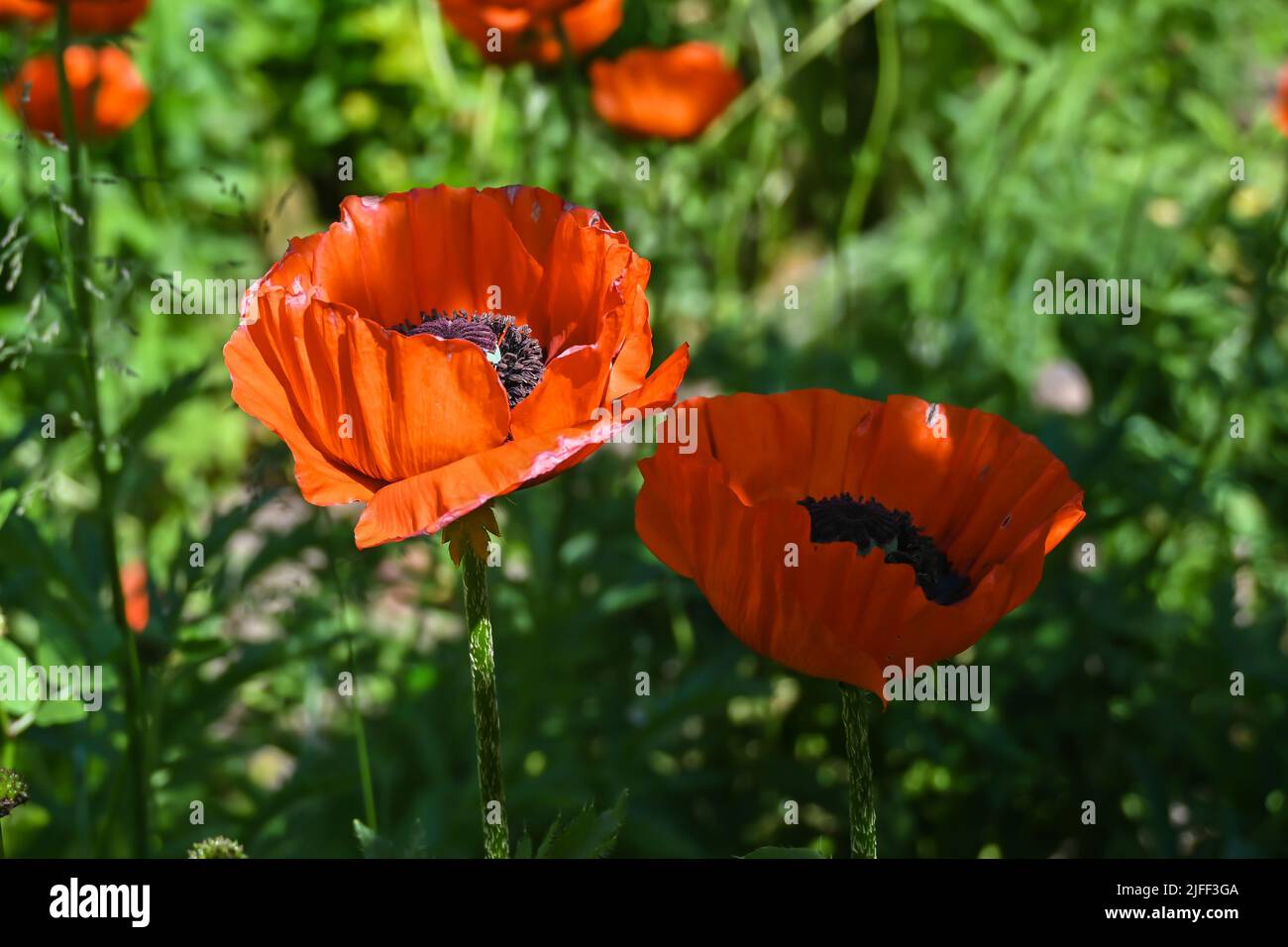 Scarlet poppies. Blooming poppy in the summer garden Stock Photo Alamy