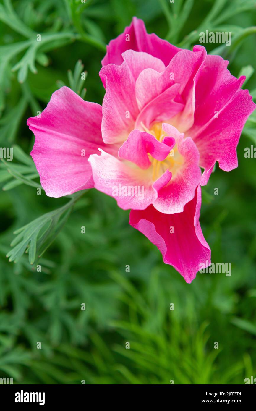 Bright pink XL Jelly Bean California Poppy blooming in a summer garden. Stock Photo