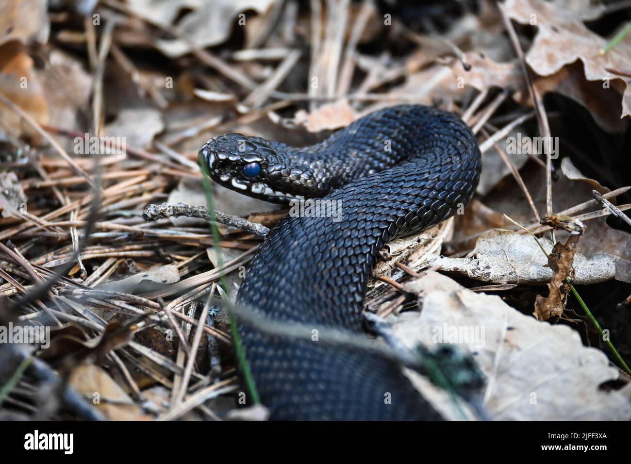 Portrait of Bush viper (Atheris squamigera) on black back ground Stock  Photo - Alamy