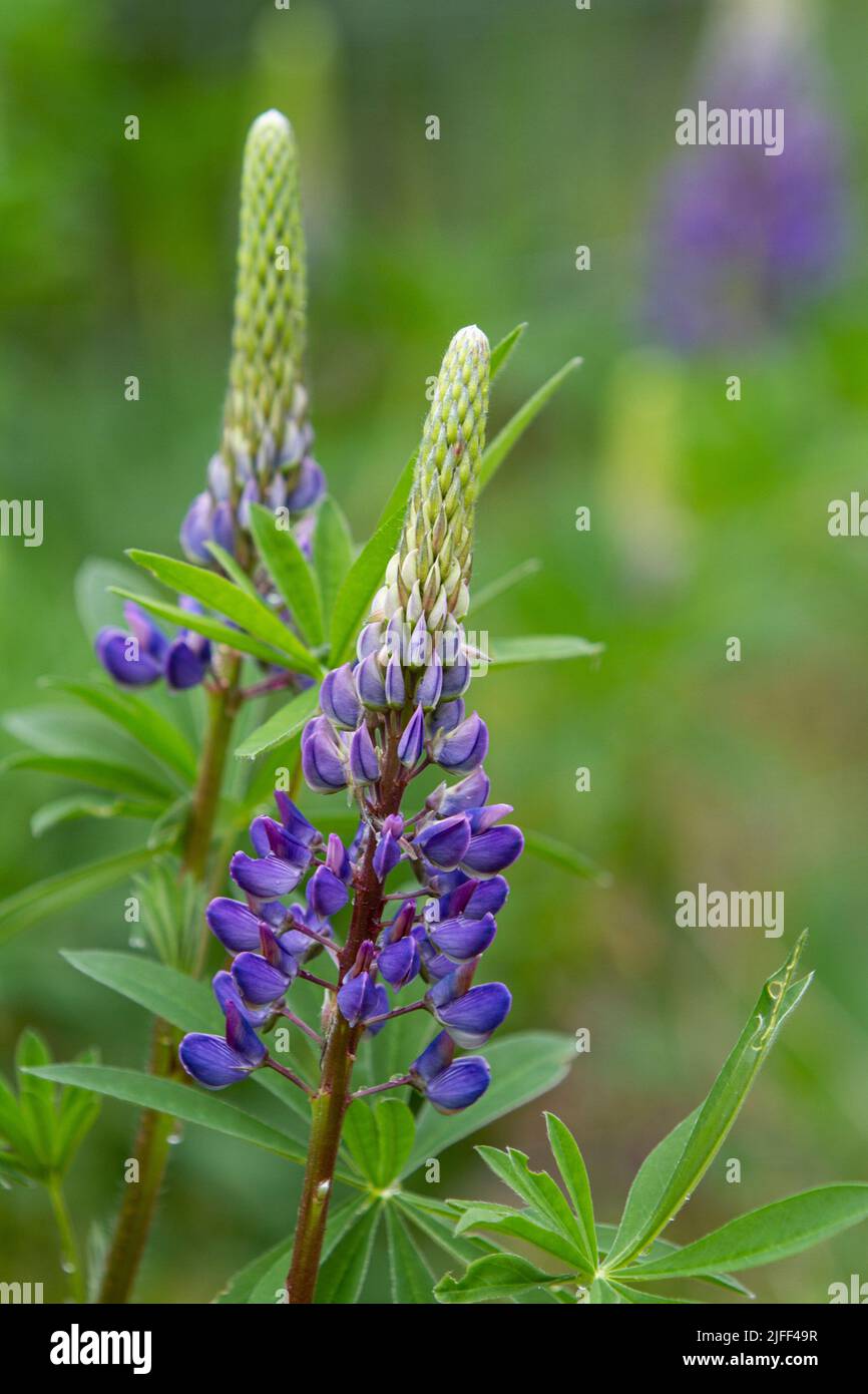 Native perennial wildflower hi-res stock photography and images - Alamy