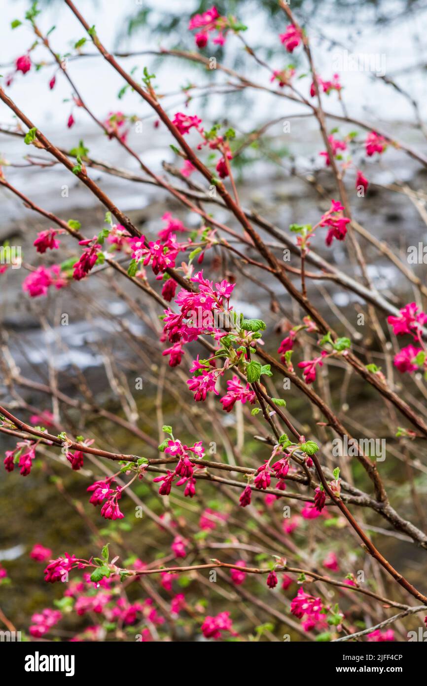 A red flowering currant (Ribes sanguineum) blooms with bright  deep pink flowers in early spring along a rocky shoreline in Western Washington, USA. Stock Photo