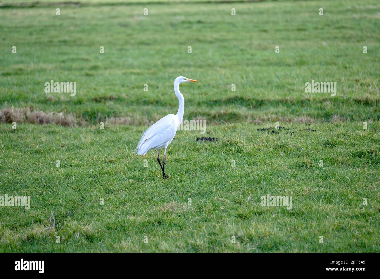 A single Great White Egret, White Heron, walking in a meadow Stock Photo