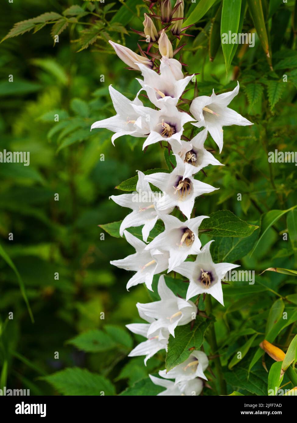 Bright summer flowers of the white form of the hardy perennial greater bellflower, Campanula latifolia var. macrantha 'Alba' Stock Photo