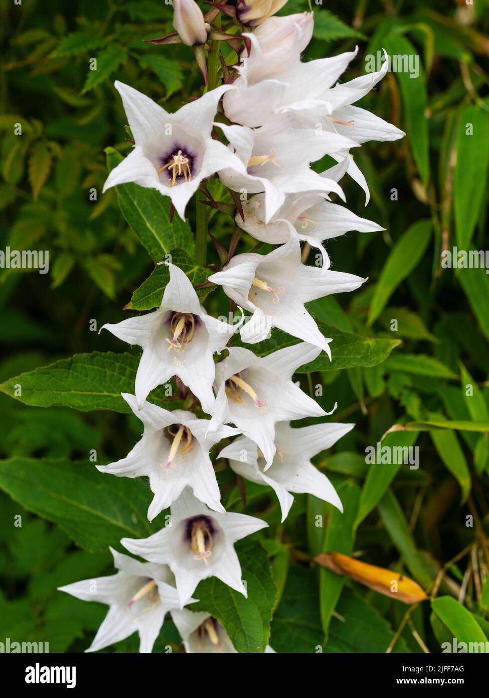 Bright summer flowers of the white form of the hardy perennial greater bellflower, Campanula latifolia var. macrantha 'Alba' Stock Photo