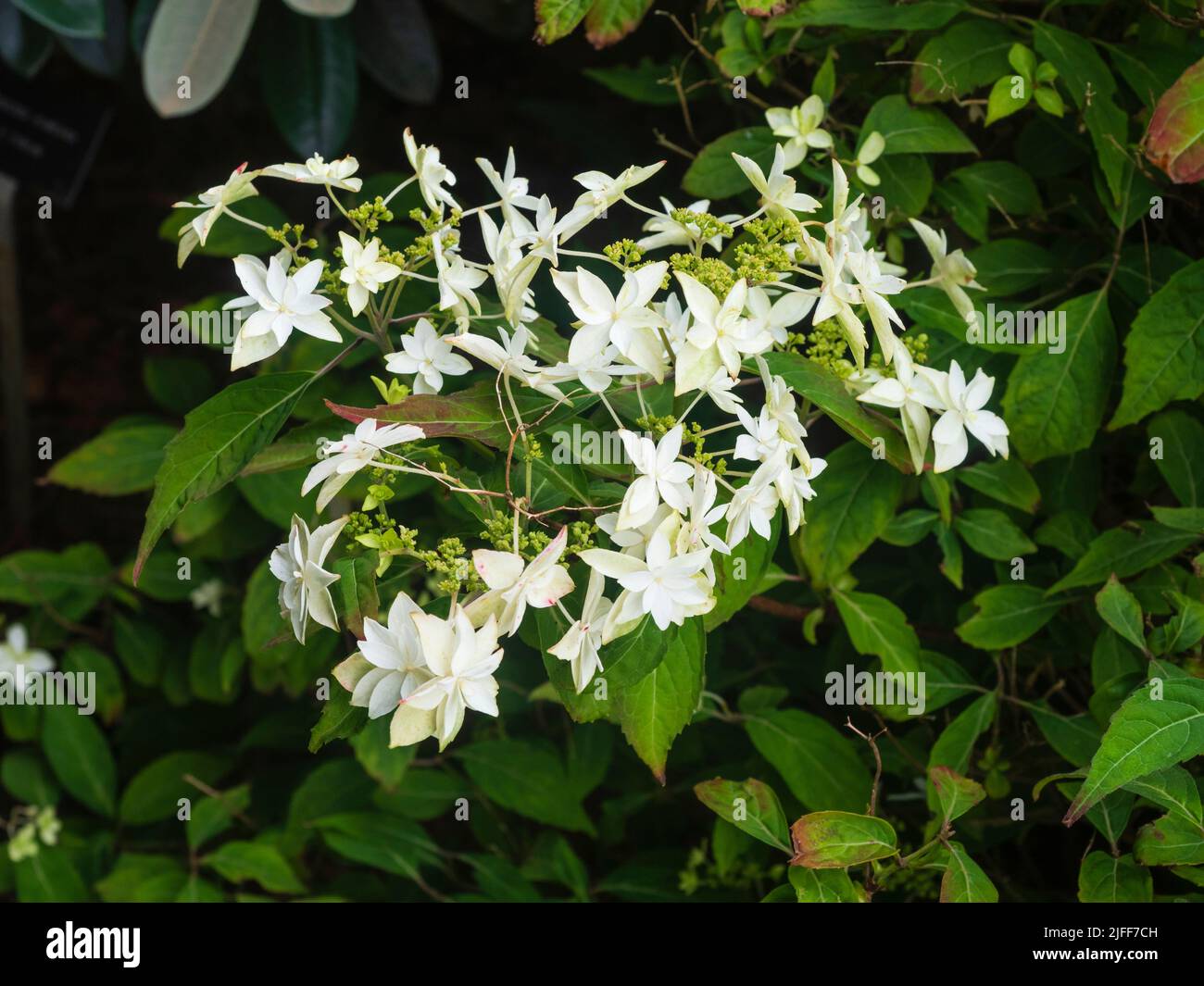 Double white sterile flowers surround the fertile flowers of the hardy mountain hydrangea, Hydrangea serrata 'Shirotae' Stock Photo