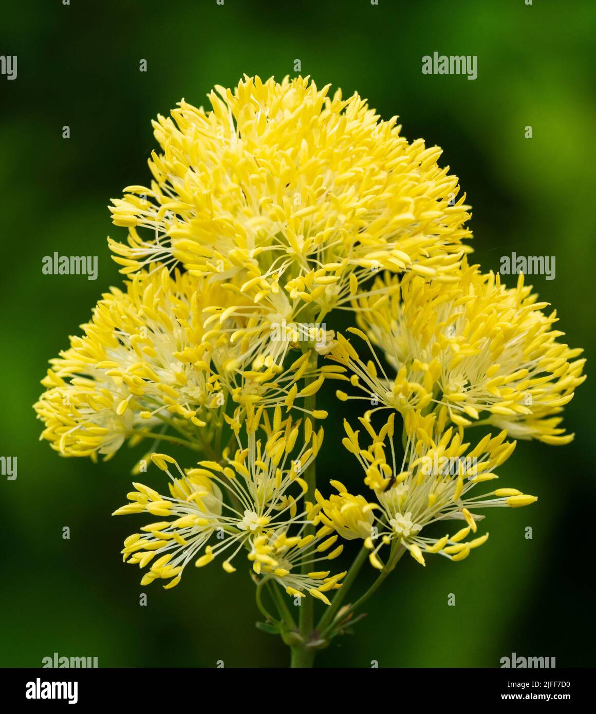 Powderpuff blooms in the flower head of the hardy perennial yellow meadowrue, Thalictrum flavum ssp. glaucum Stock Photo