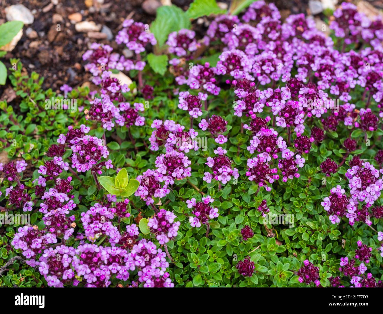 Bright pink summer flowers of the prostrate hardy culinary herb, Thymus 'Caborn Wine and Roses' Stock Photo