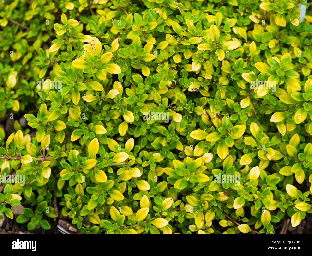 Green and yellow foliage and pink summer flowers of the hardy culinary herb, Thymus x citriodorus 'Archer's Gold', lemon thyme Stock Photo