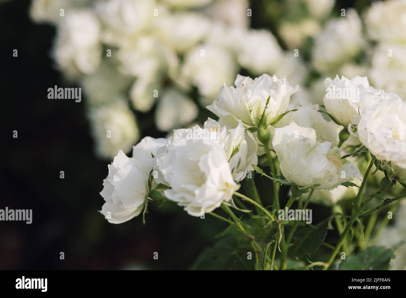 Rose flower on blurry background in the garden of roses. Nature Stock ...
