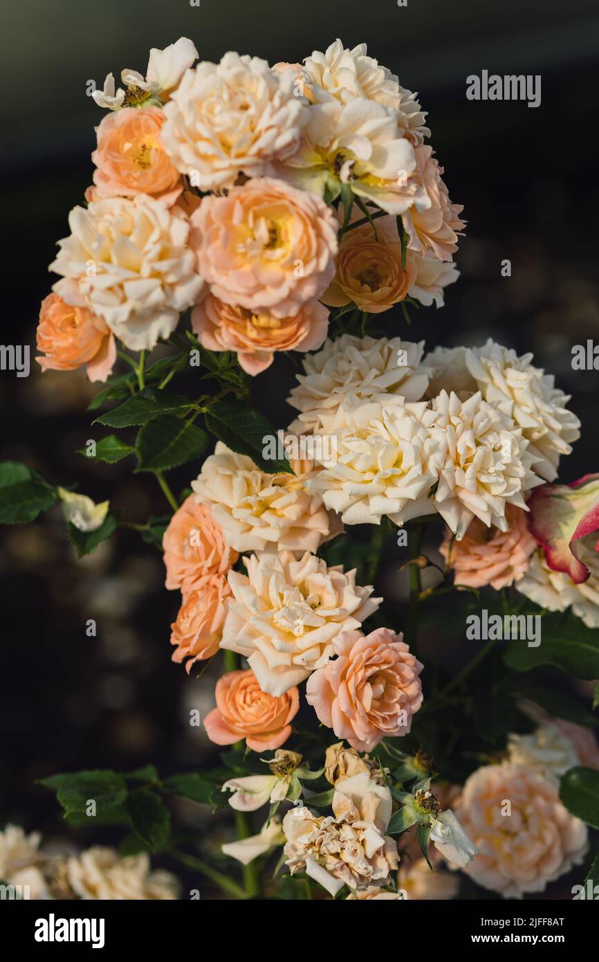 Rose flower on blurry background in the garden of roses. Nature Stock ...