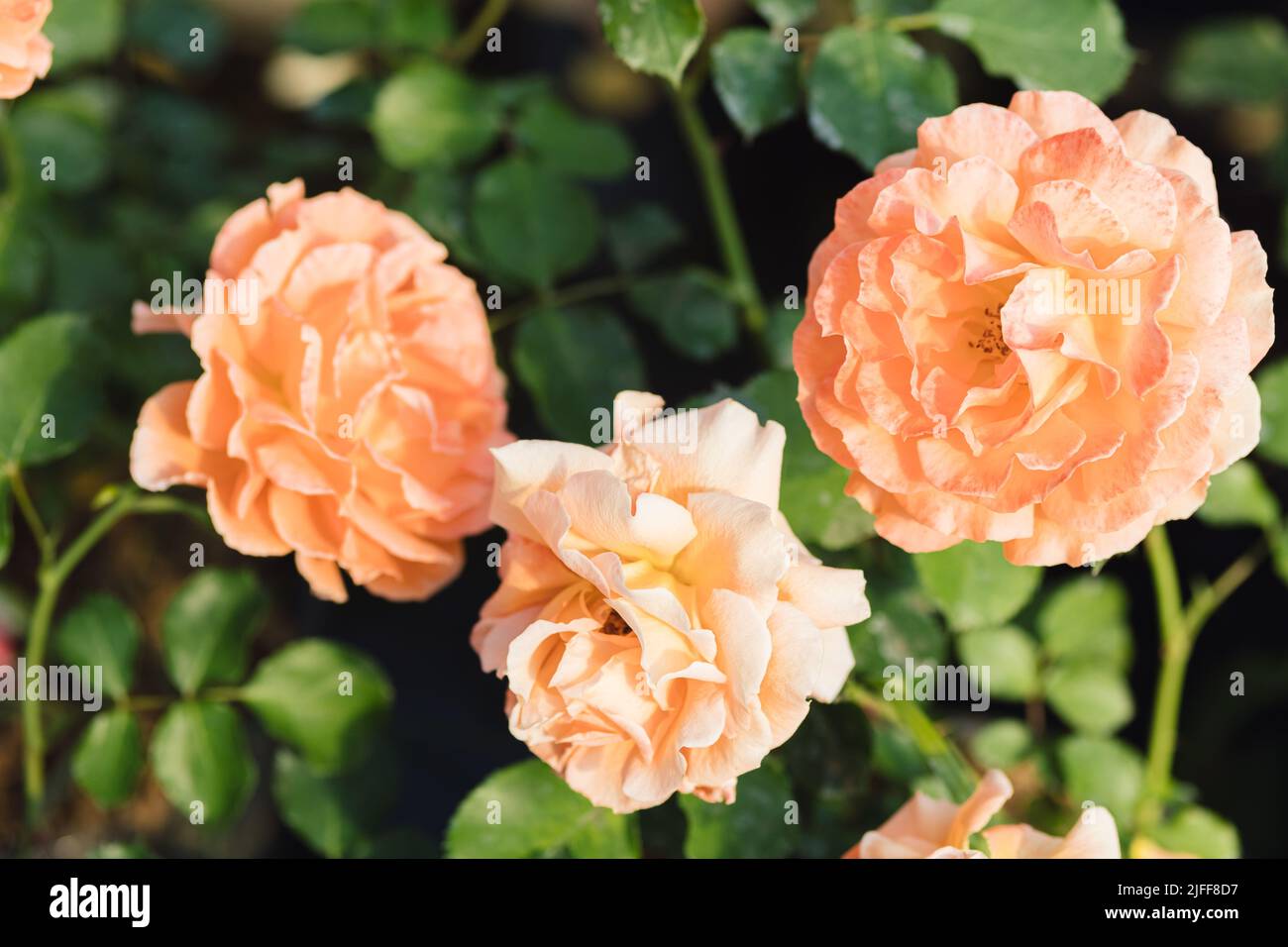 Rose flower on blurry background in the garden of roses. Nature Stock ...