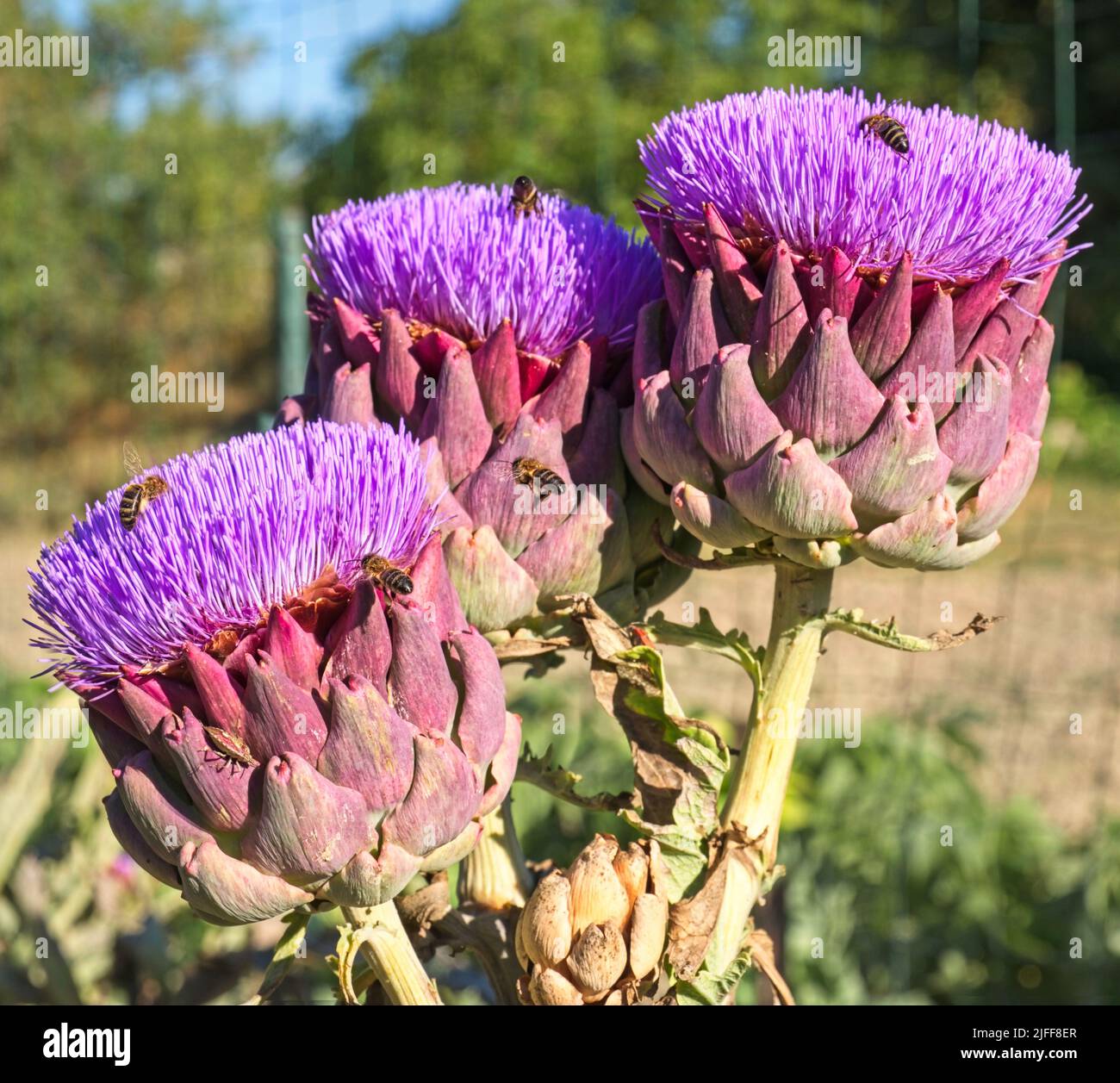 Close up image. Anemone like purple blooms of three artichokes. Numerous triangular scales of rich reds and greens. Worker bees hovering and gathering Stock Photo