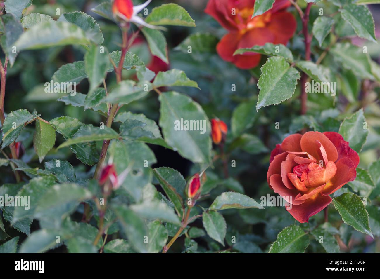 Rose flower on blurry background in the garden of roses. Nature Stock ...