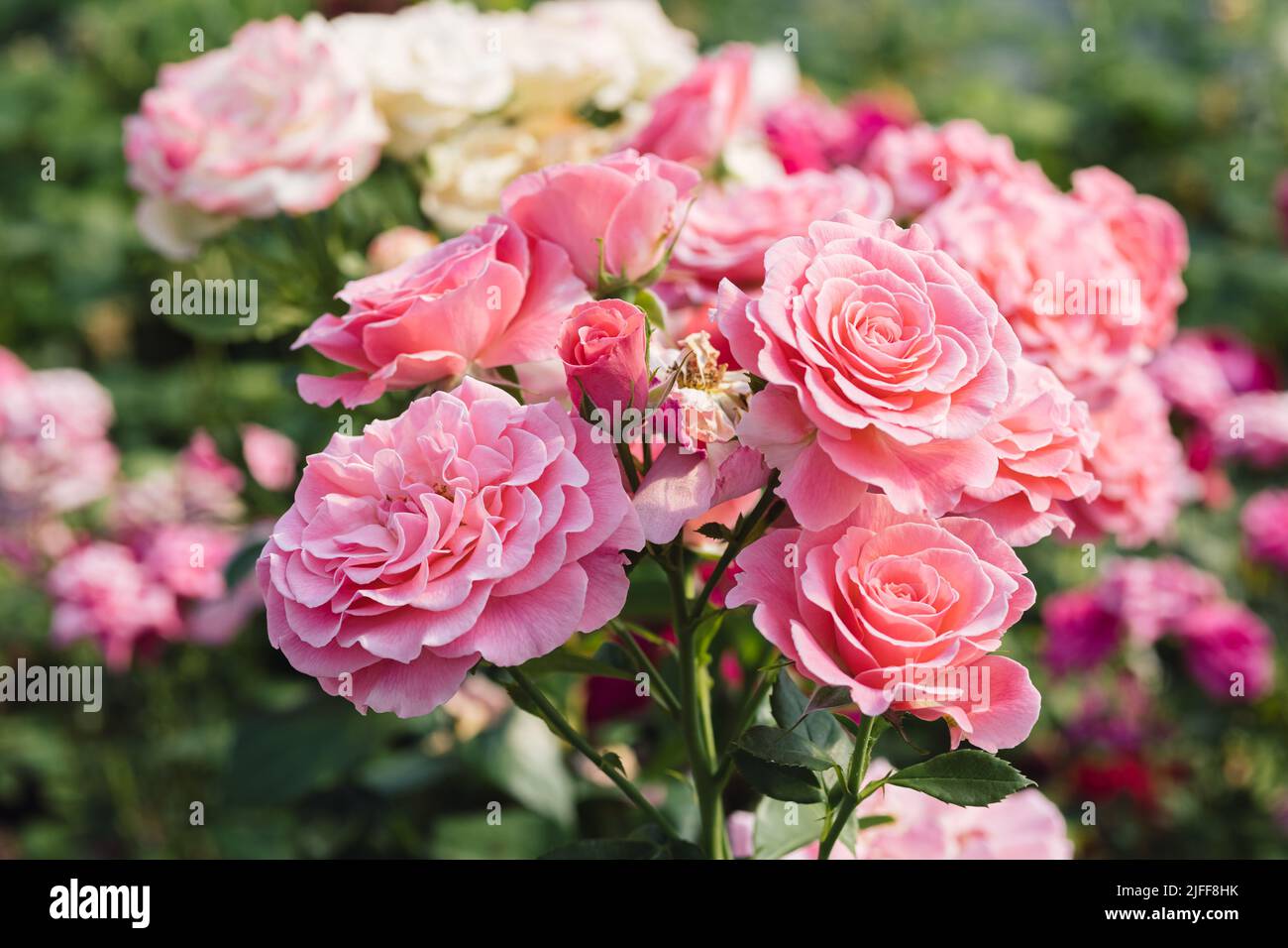 Pink Roses Outside Pink roses flowers growing outdoors in summer garden. Nature Stock ...