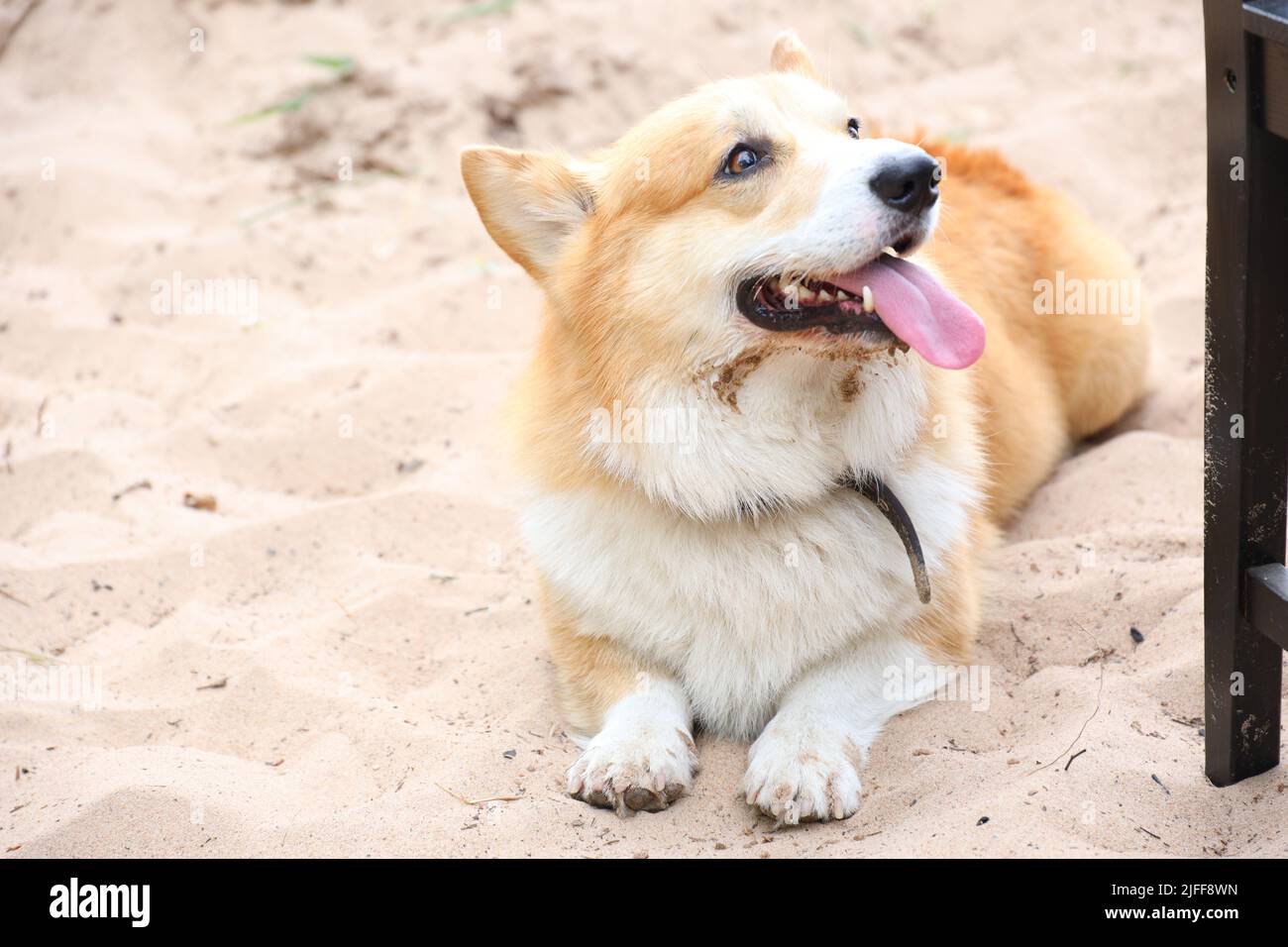 Corgi image hi-res stock photography and images - Alamy