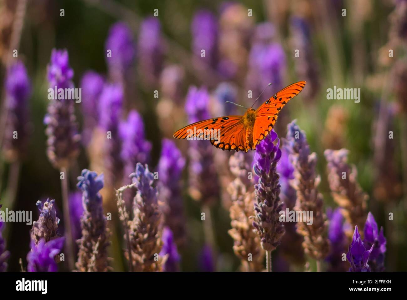 Passion butterfly (Dione vanillae) feeding on nectar from a lavender flower. Orange, colorful butterfly. Stock Photo