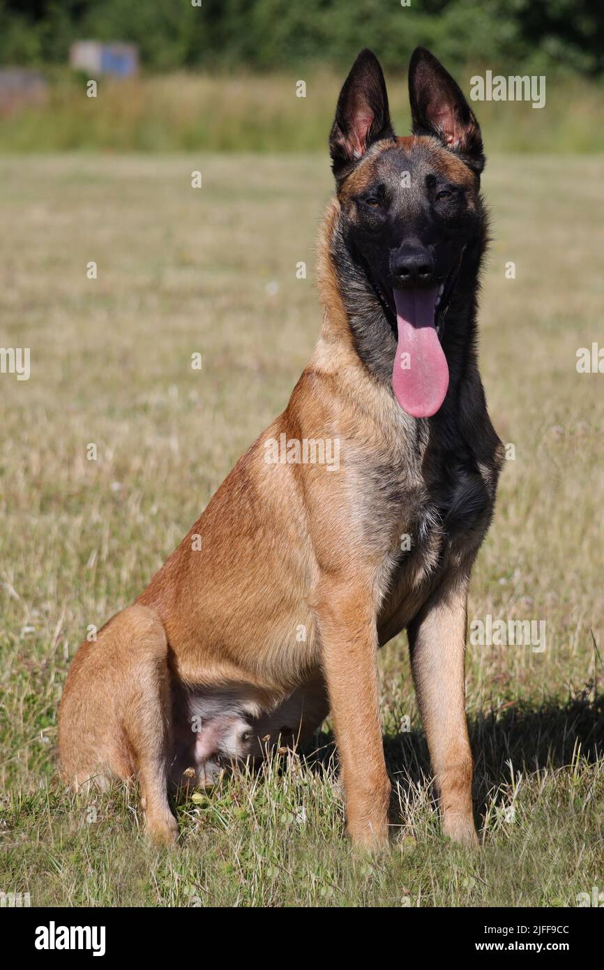 Malinois Belgian Shepherd dog waiting to play with his ball, canine sport training in the game Stock Photo