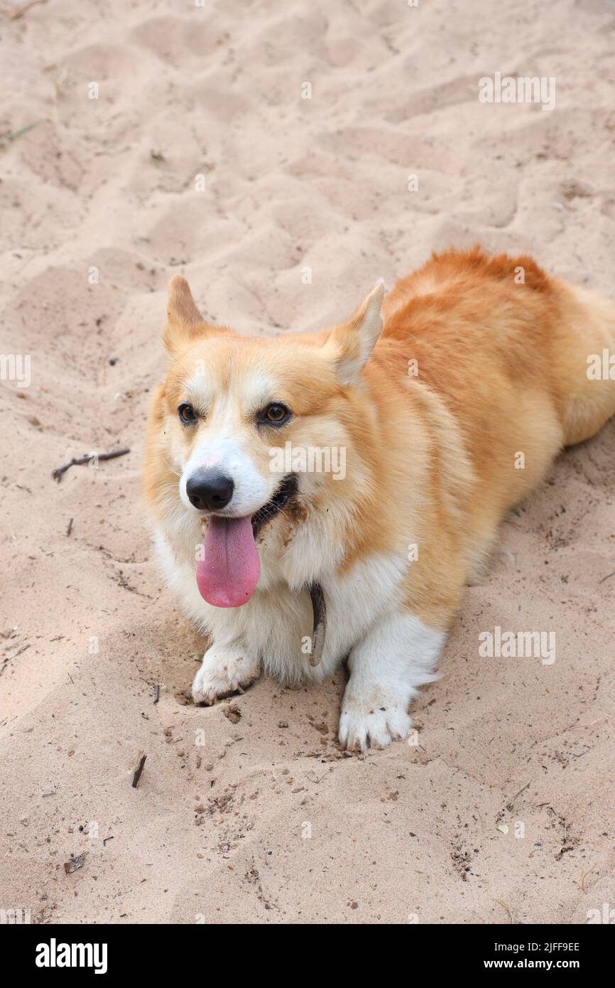 Close up pembroke welsh corgi puppy hi-res stock photography and images ...