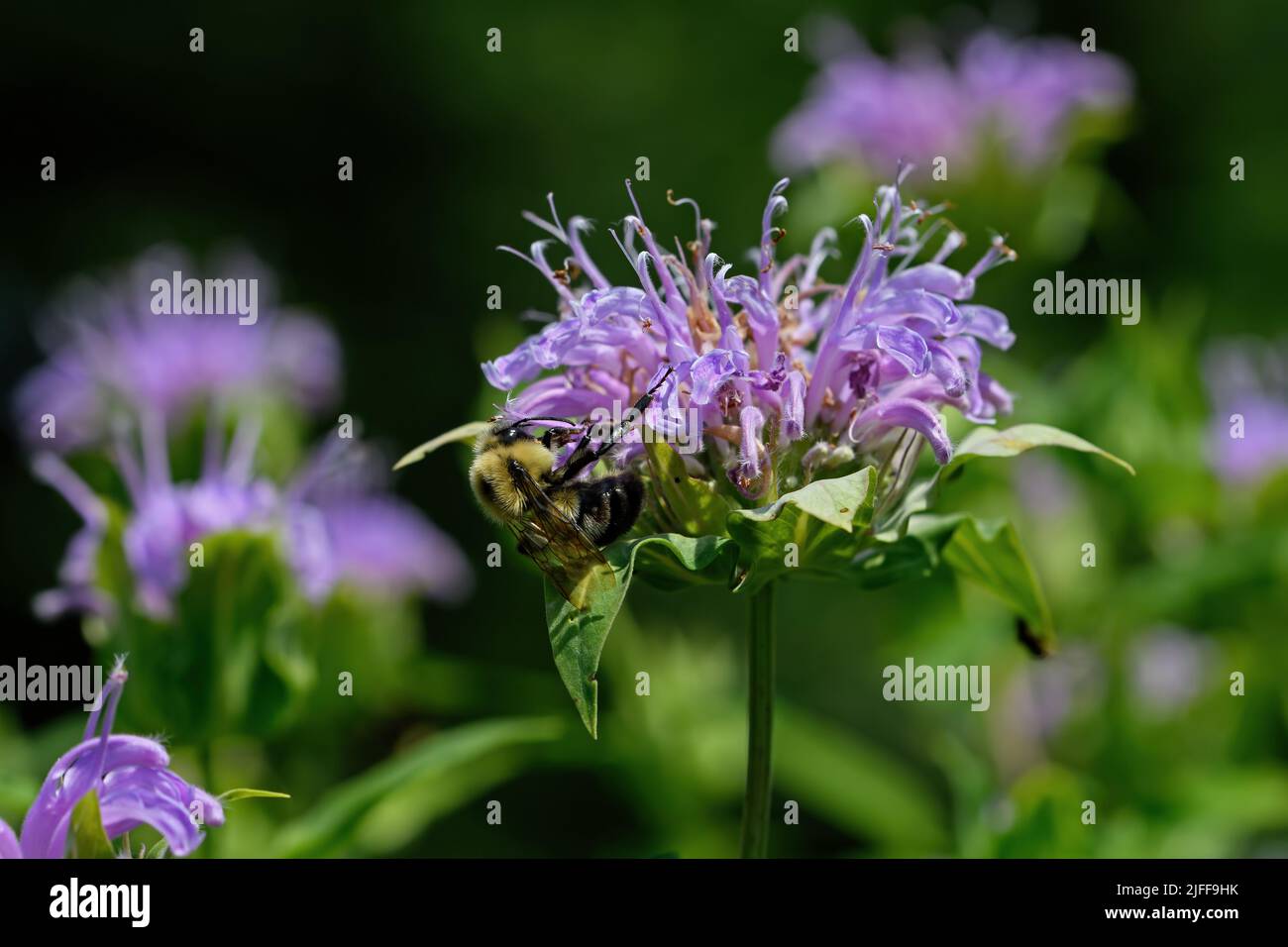 Bumblebee which is a member of the genus Bombus part of Apidae on Bee balm growing in a backyard garden. Stock Photo