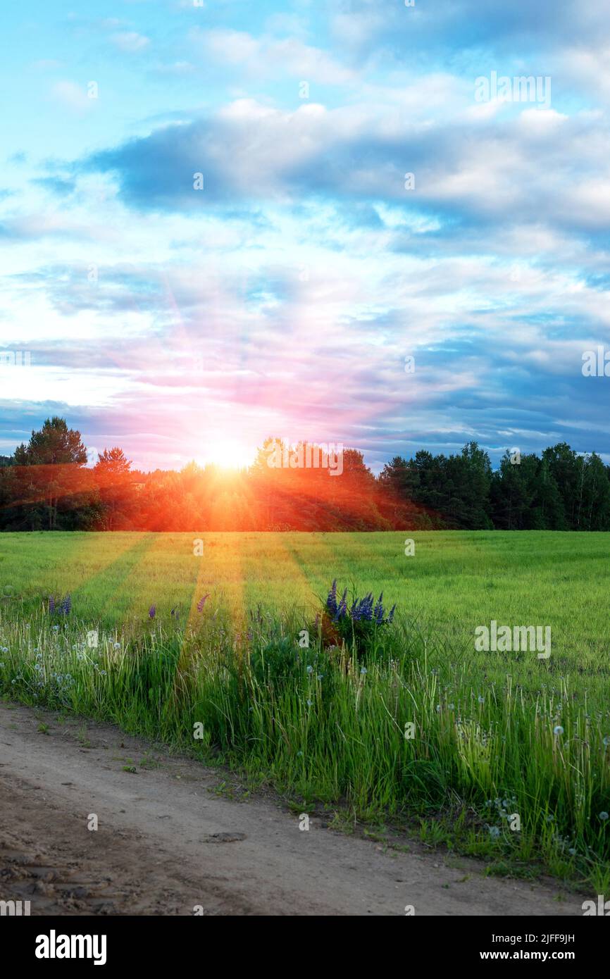 Country road among fields and meadows on blue sky and white clouds natural landscape sunset background Stock Photo
