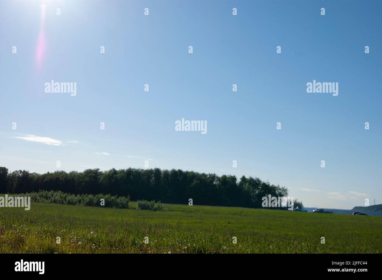 Russian nature of the north in cold summers. Field with wild grasses, bushes, blue sky. - Stock Image