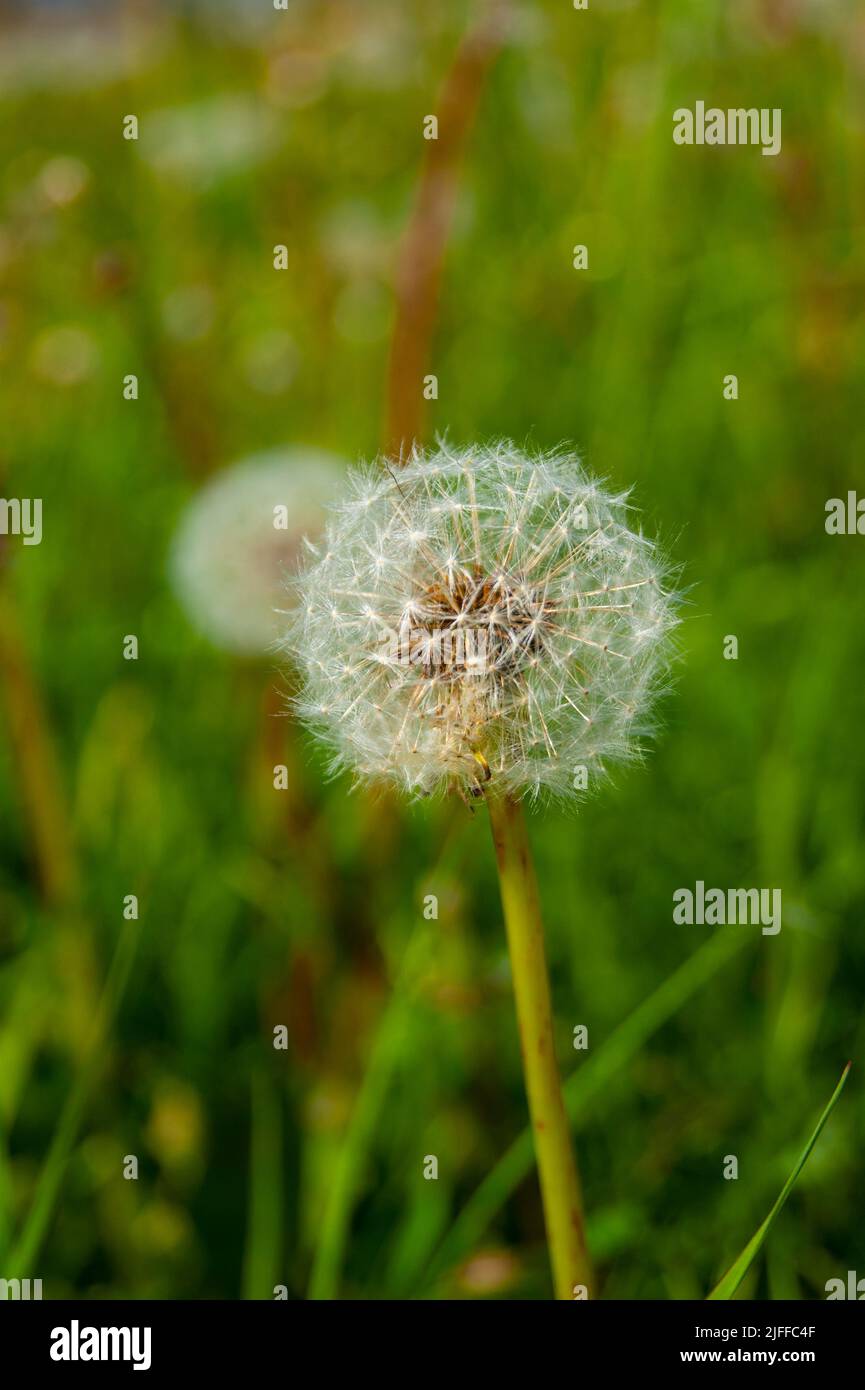 The white cap of a dandelion. Wild grasses of the cold northern summer. Plants. Flowers - Stock Image