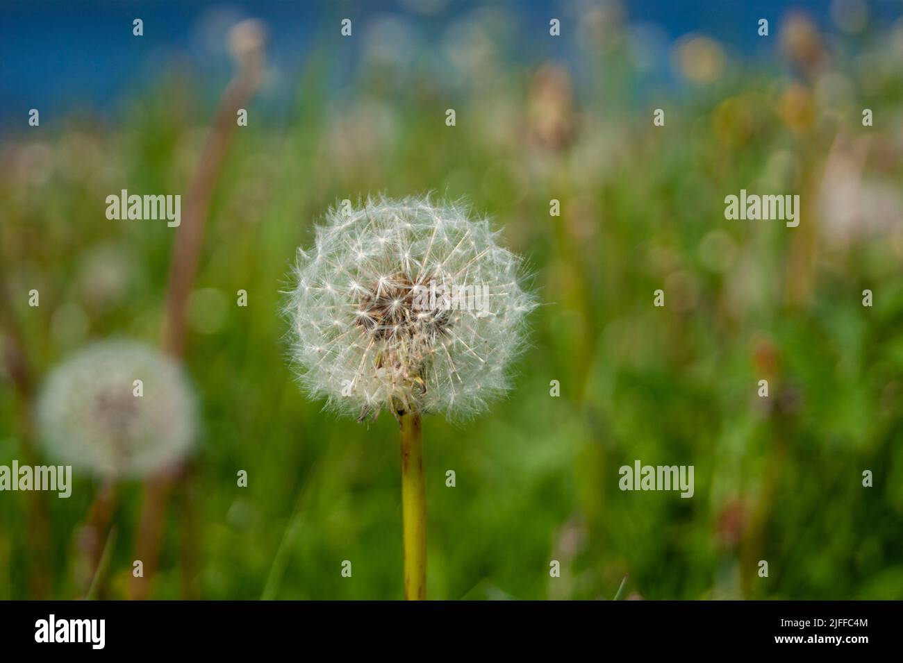 White fluffy balls of dandelion flower on the high bank of the river. The river is visible in the background. Defocus. Cold summer in the north of Russia. Nature of the north, plants, wildflowers - Stock Image
