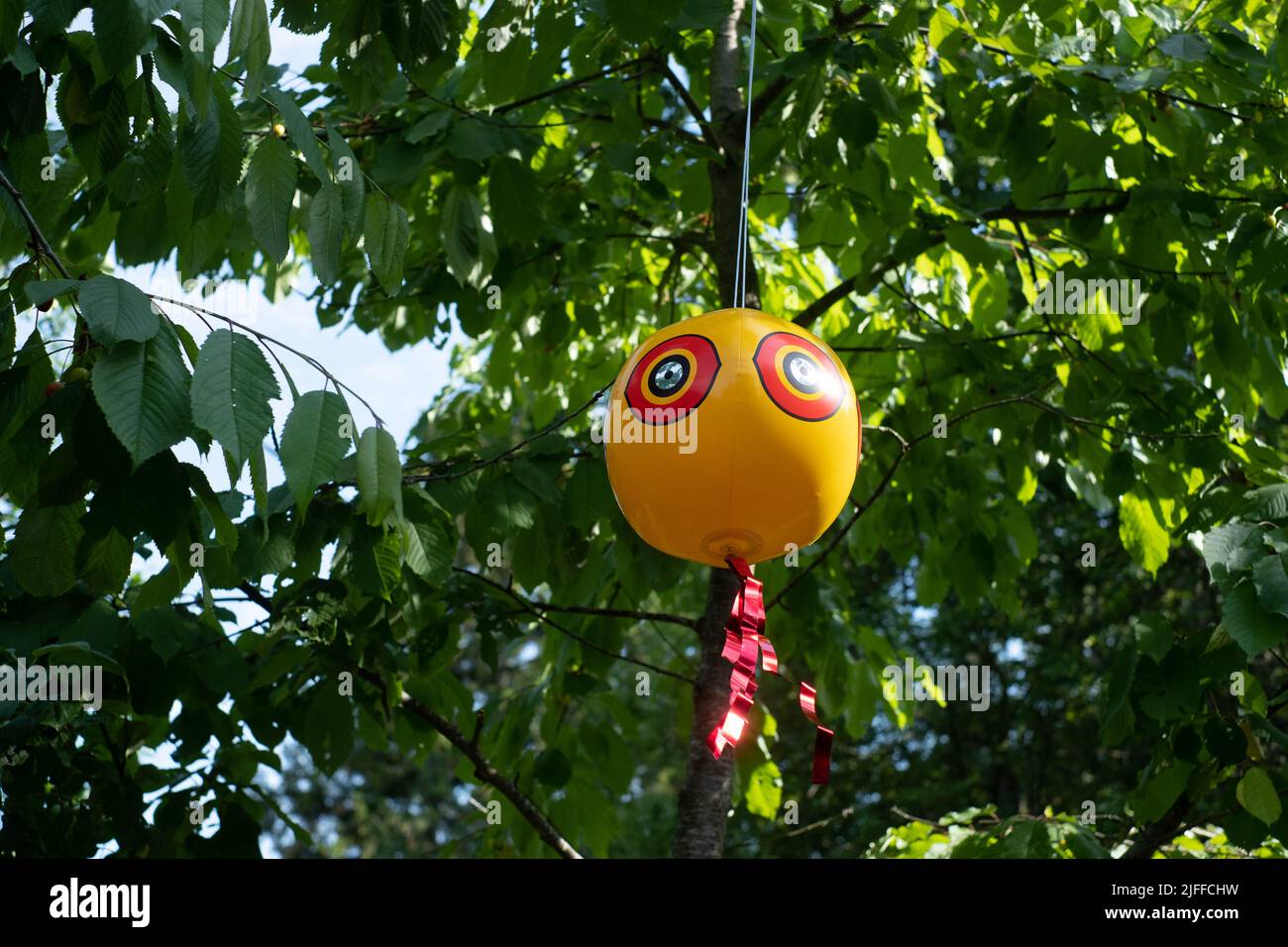 Scareeye balloon or bird scare ball. Inflated scareeye bird repellent