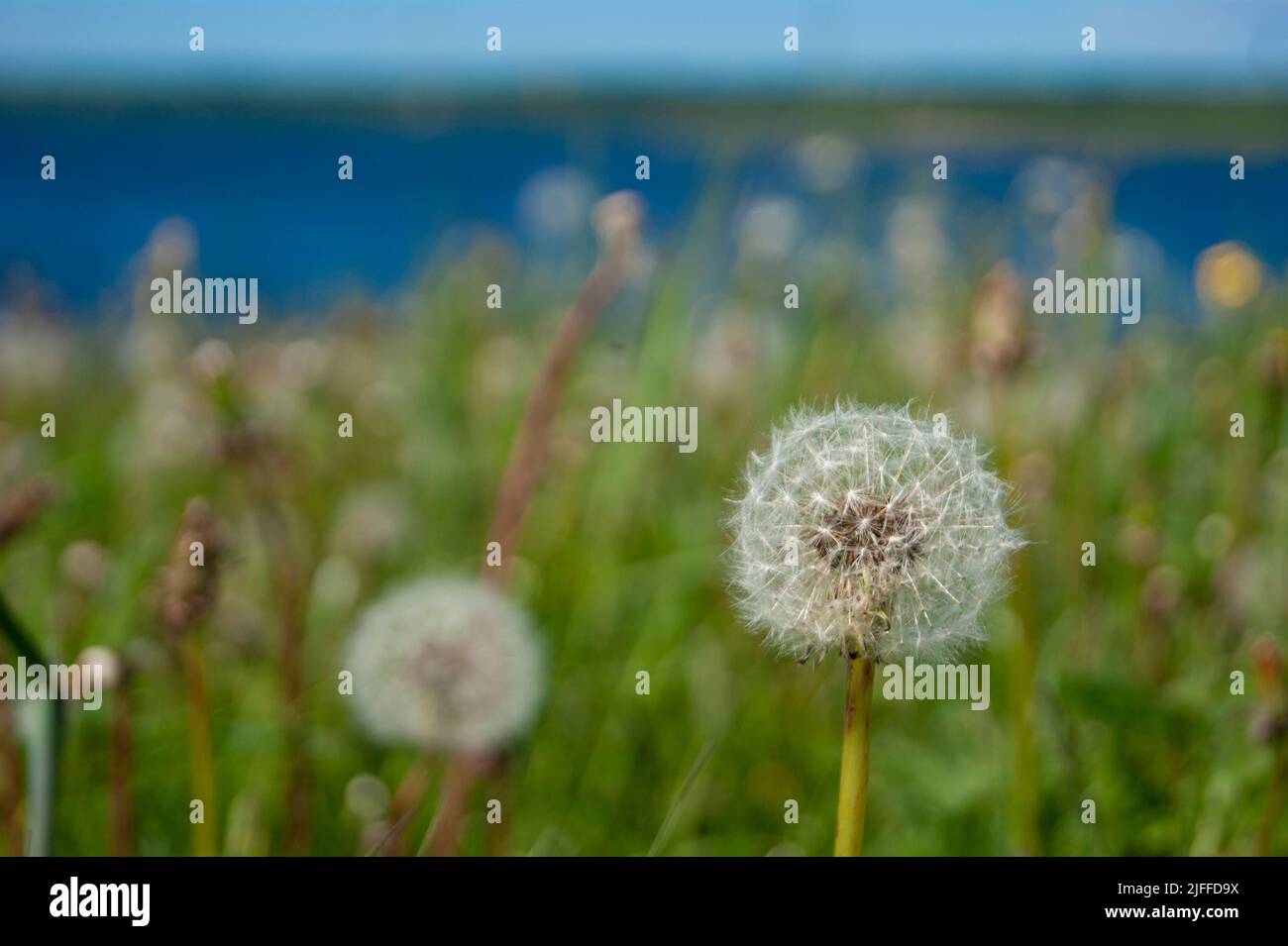 White fluffy balls of dandelion flower on the high bank of the river. The river is visible in the background. Defocus. Cold summer in the north of Russia. Nature of the north, plants, wildflowers - Stock Image