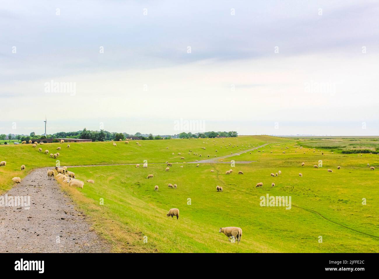 Sheep graze on green meadow in North German agricultural field and moorland in Langlütjen Nordenham Wesermarsch Lower Saxony Germany. Stock Photo