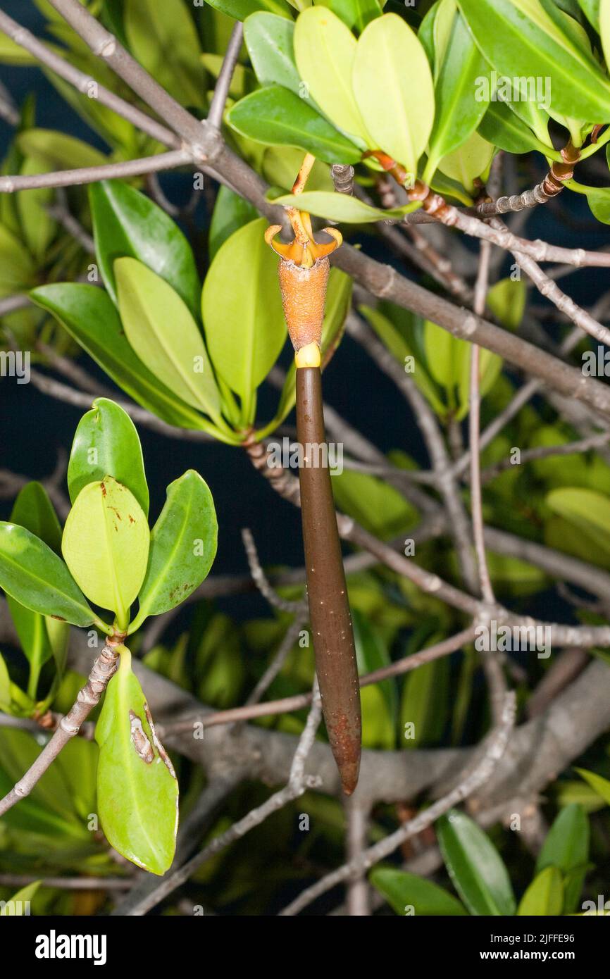 Propagule of Red Mangrove, Rhizophora mangle.  When ripe, these young seedlings detach from the parent tree and float in the estuary until a suitable Stock Photo