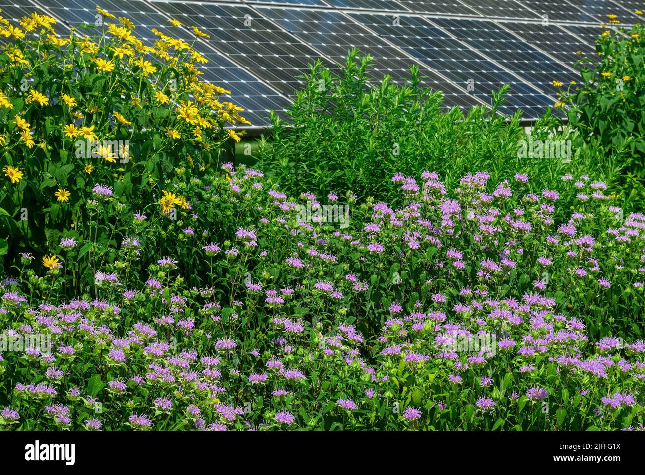 Bee balm and perennial sunflowers with solar panels in the background illustrating sustainability by coexisting in a pollinator garden. Stock Photo