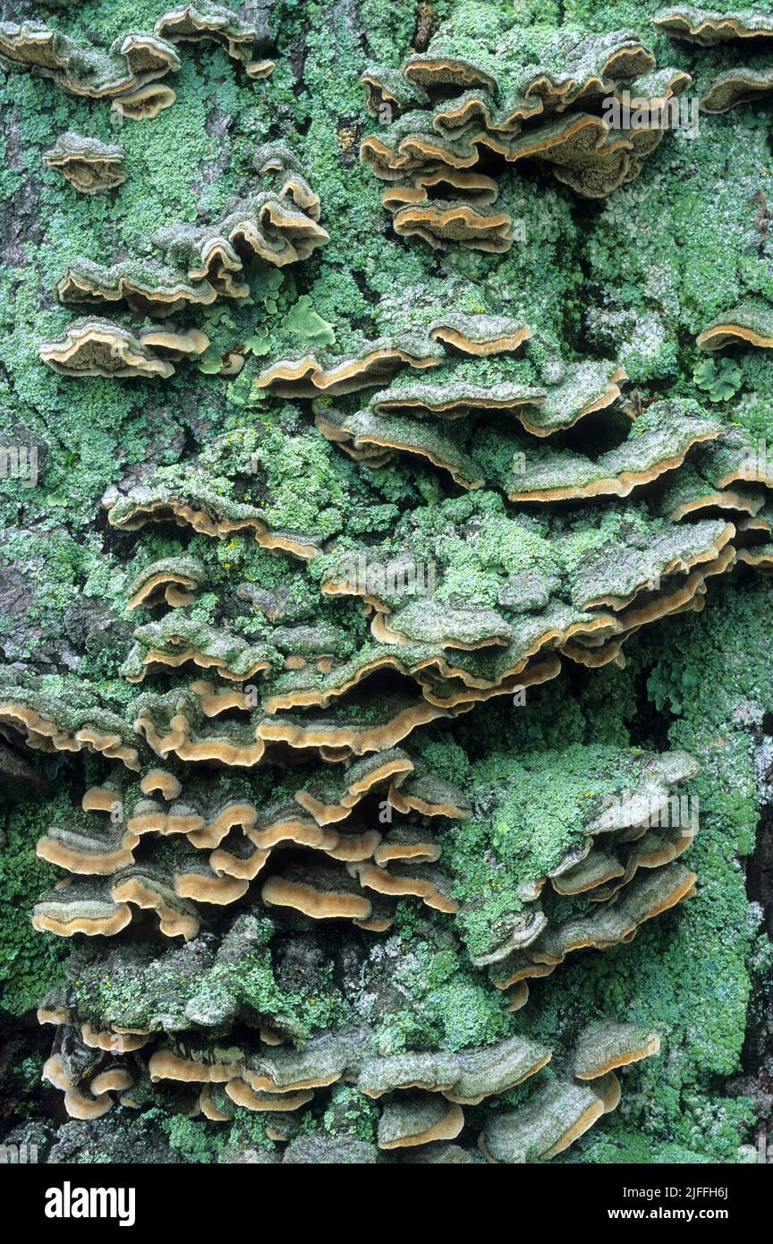 Bracket fungus and lichens on a tree trunk Stock Photo