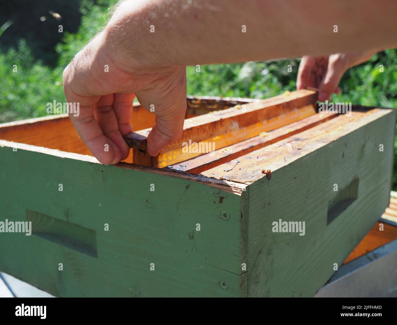 Master bee keeper pulls out a frame with honey from the beehive in the ...