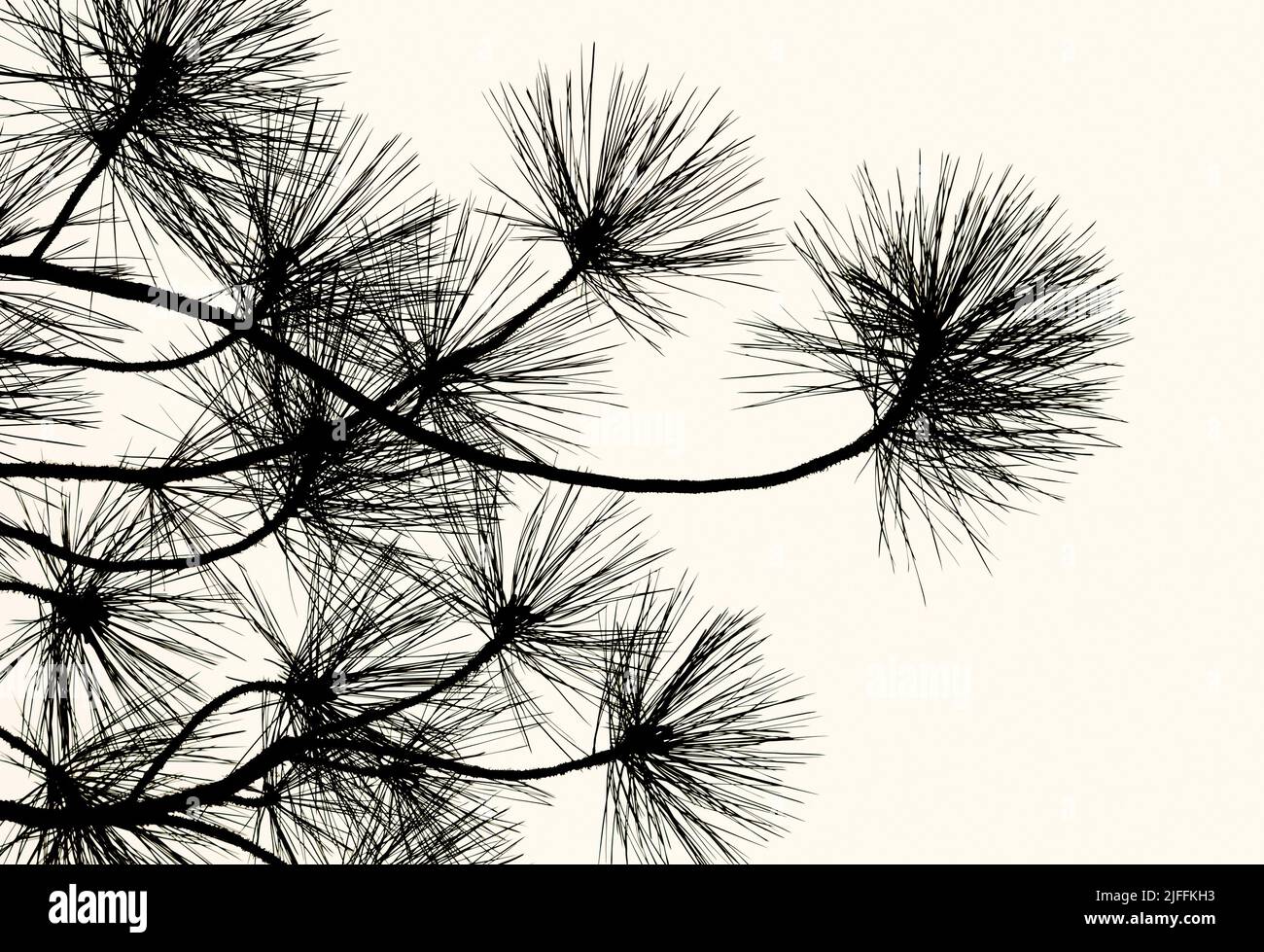 Ponderosa pine branches Stock Photo
