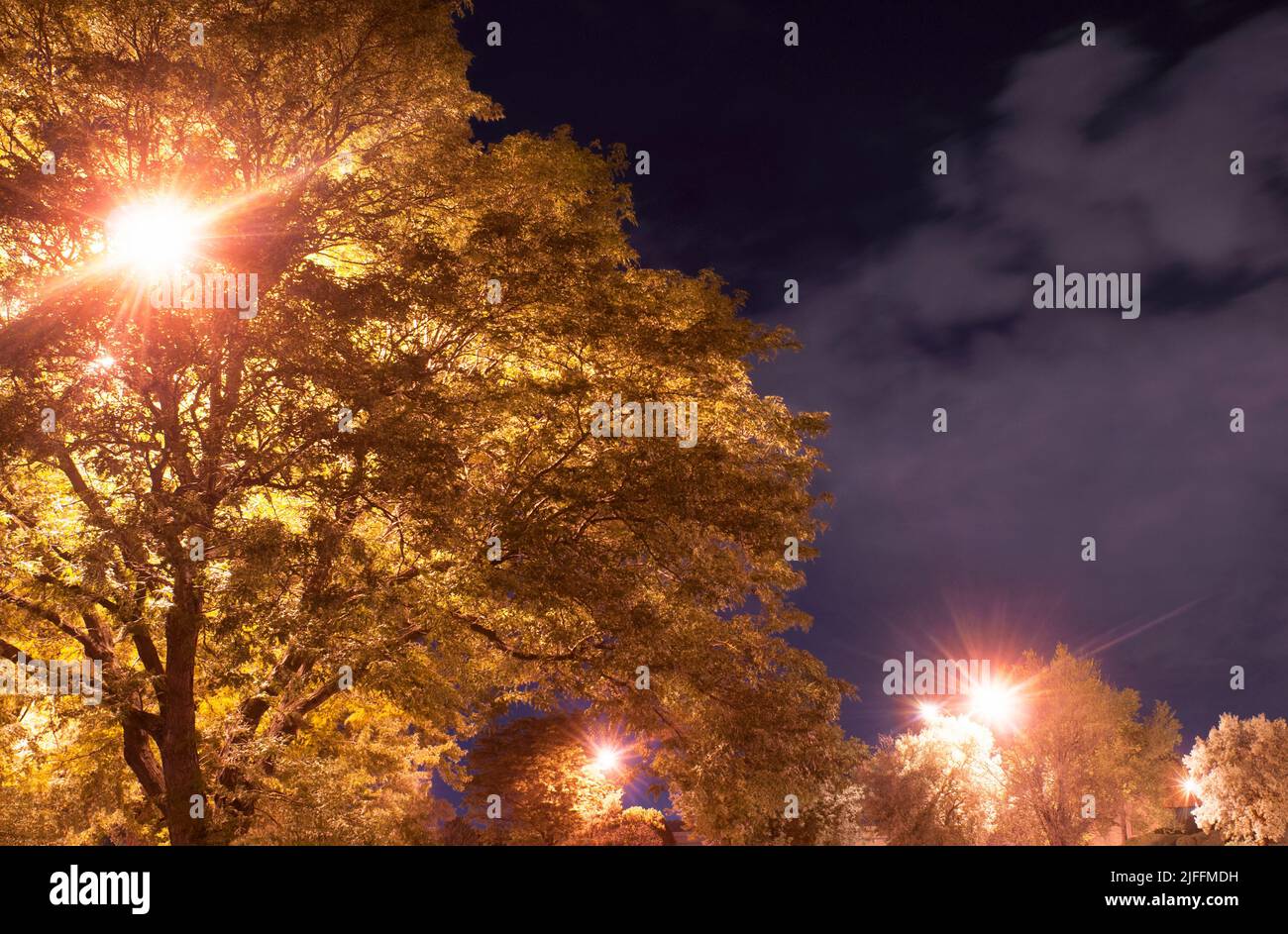 Streetlights shining through trees at night Stock Photo