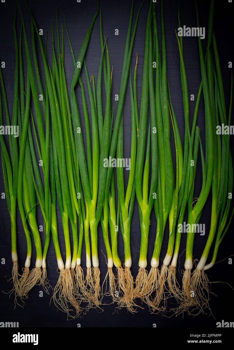 Scallions on a dark surface Stock Photo